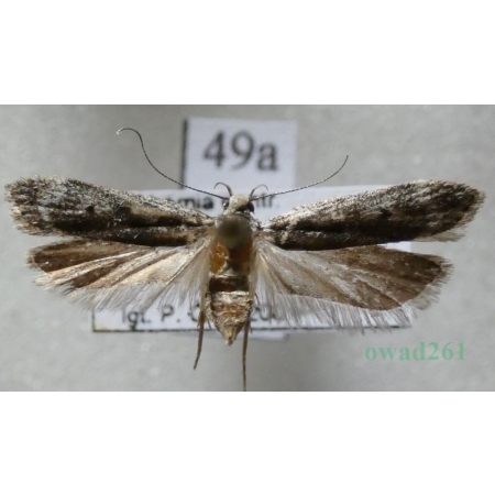Anacampsis blattariella (Hübner, 1796) Czech49a